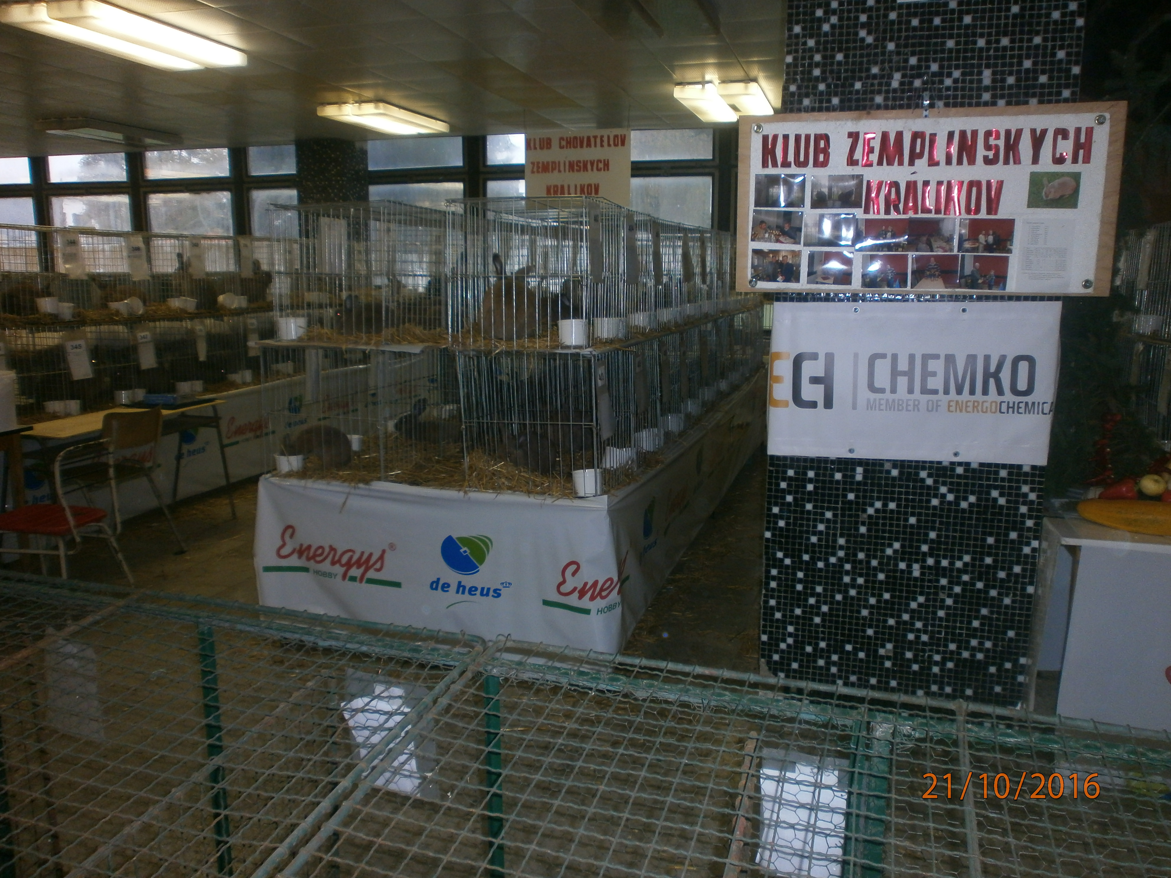 Expozícia Zemplínskych králikov 1